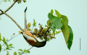 Bird hanging upside down feeding on berries, wildlife photograph by Muhammed Mushin, Creative Hut Academy student