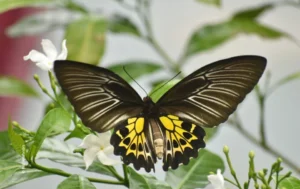 Birdwing butterfly perched on jasmine flowers, wildlife photograph by Harikrishnan, Creative Hut Academy student