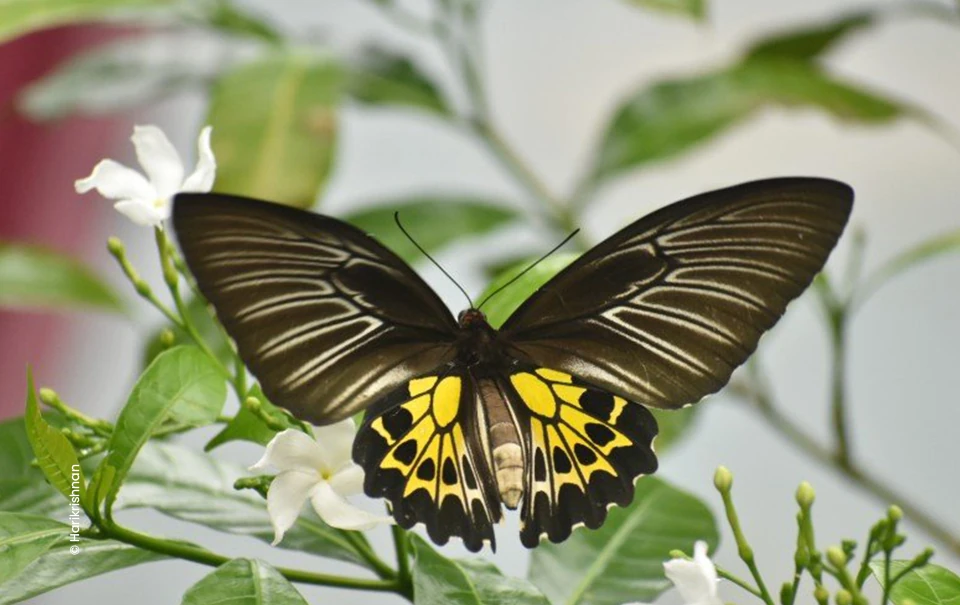 Birdwing butterfly perched on jasmine flowers, wildlife photograph by Harikrishnan, Creative Hut Academy