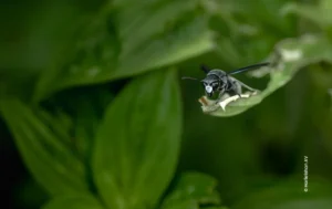 Black bee feeding on leaf, wildlife photograph by Harikrishnan AV, Creative Hut Academy student
