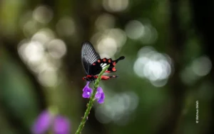 Black butterfly with red spots perched on purple flower, wildlife photograph by Vishnu S Girish, Creative Hut Academy student