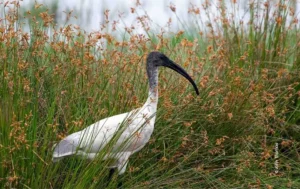 Black headed ibis walking in reeds, wildlife photograph by John Thomas, Creative Hut Academy student