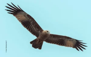 Black kite soaring in clear sky, wildlife photograph by Arun Narayanan T, Creative Hut Academy student