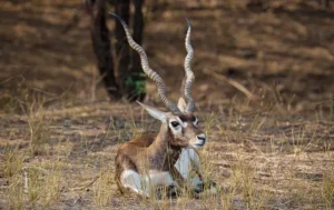 Blackbuck resting in dry grass, wildlife photograph by Aswin K, Creative Hut Academy student