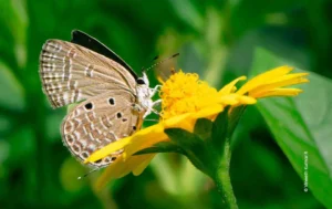 Blue butterfly feeding on yellow flower, wildlife photograph by Vineeth Kumar R, Creative Hut Academy student