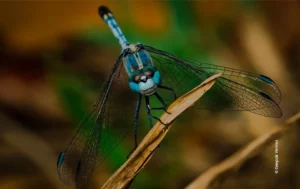 Blue dragonfly perched on dry leaf, wildlife photograph by Deepak Verma, Creative Hut Academy student