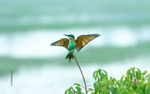 Blue tailed bee eater perched with wings open, wildlife photograph by Harikrishnan V, Creative Hut Academy student