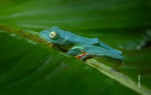 Blue tree frog resting on large leaf, wildlife photograph by Alen Shibu, Creative Hut Academy student