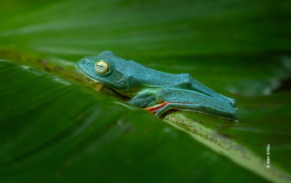 Blue tree frog resting on large leaf, wildlife photograph by Alen Shibu, Creative Hut Academy