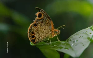 Brown butterfly resting on wet leaf, wildlife photograph by Mewari Umsong, Creative Hut Academy student