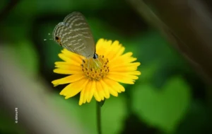 Butterfly feeding on yellow daisy, wildlife photograph by Athira PB, Creative Hut Academy student