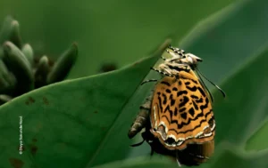 Butterfly with orange patterned wings resting on leaf, wildlife photograph by Divya Sakunde, Creative Hut Academy student