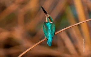 Common kingfisher perched on reed stem, wildlife photograph by Muhammed Nihal TK, Creative Hut Academy student