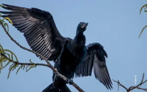 Cormorant spreading wings on branch, wildlife photograph by Vijay Raj MG, Creative Hut Academy student