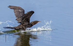 Cormorant taking off from water, wildlife photograph by John Thomas, Creative Hut Academy student