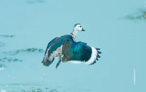 Cotton pygmy goose splashing on water, wildlife photograph by Harikrishnan V, Creative Hut Academy student