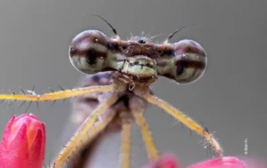 Damselfly face close up on pink bud, wildlife photograph by Ebin PJ, Creative Hut Academy student