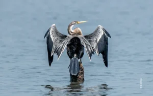 Darter drying wings standing in water, wildlife photograph by S Athira, Creative Hut Academy student