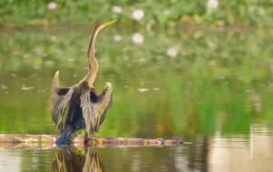 Darter perched on log in lake, wildlife photograph by Harikrishnan VK, Creative Hut Academy student