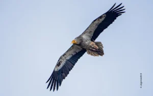 Egyptian vulture soaring in sky, wildlife photograph by Jaganathan R, Creative Hut Academy student