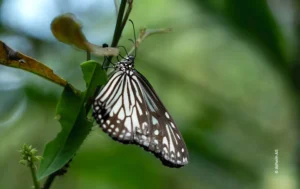 Glassy tiger butterfly hanging from leaf, wildlife photograph by Ashwin AS, Creative Hut Academy student
