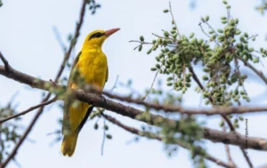 Golden oriole perched on branch, wildlife photograph by Vishnu Vijaykumar, Creative Hut Academy student