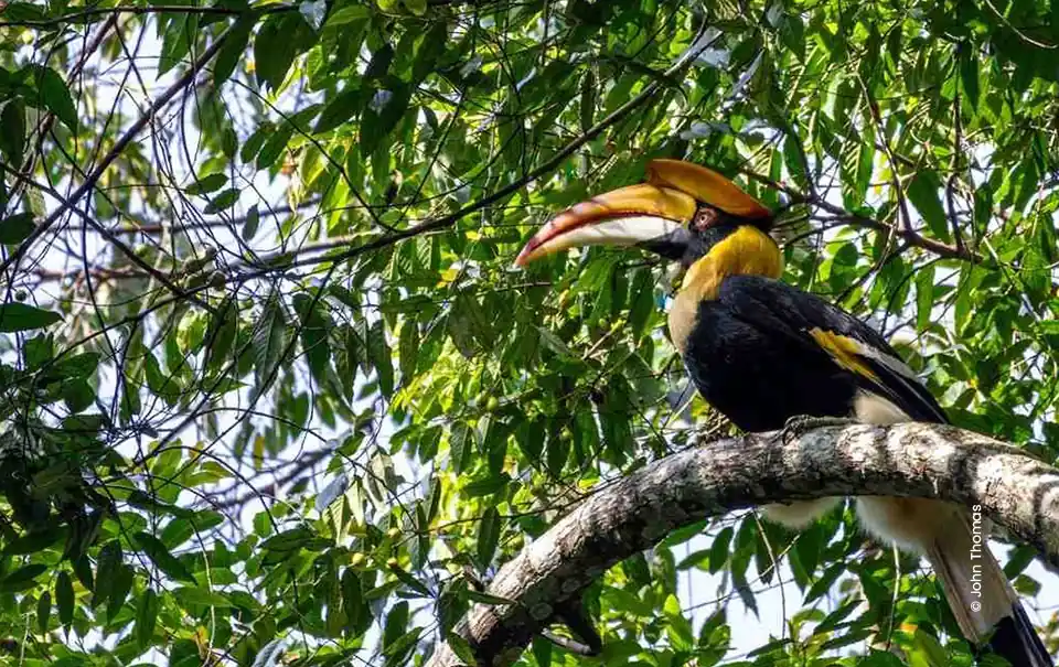 Great hornbill perched on leafy branch, wildlife photography course at Creative Hut Academy