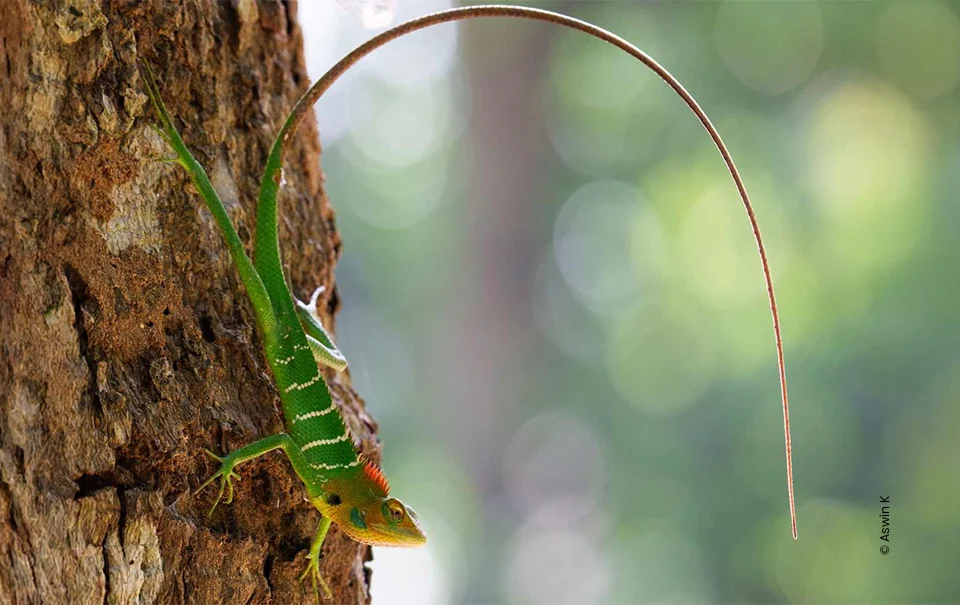 Green lizard climbing tree trunk, wildlife photograph by Aswin K, Creative Hut Academy