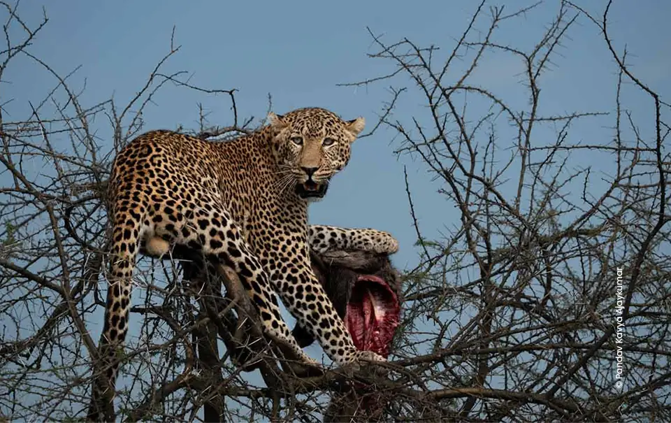 Leopard guarding kill in thorn tree, wildlife photograph by Pandav Kavya Ajaykumar, Creative Hut Academy