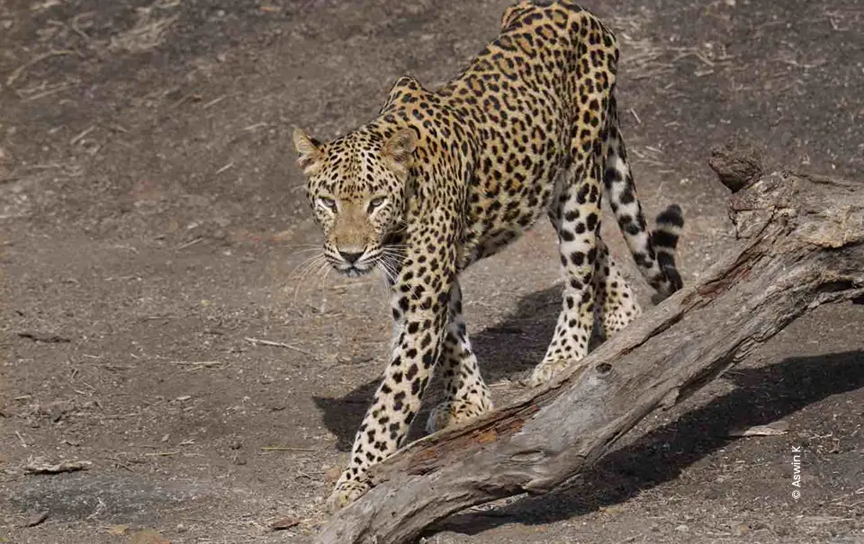 Leopard stalking past a fallen log, wildlife photography course at Creative Hut Academy