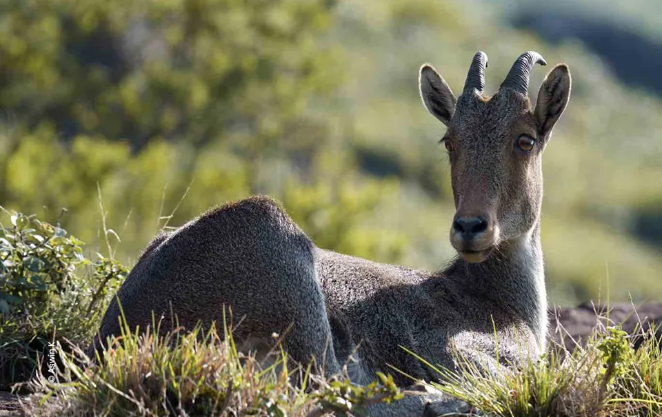 Nilgiri tahr resting on hill, wildlife photograph by Aswin K, Creative Hut Academy