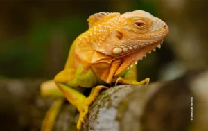 Orange iguana resting on branch, wildlife photograph by Deepak Verma, Creative Hut Academy student