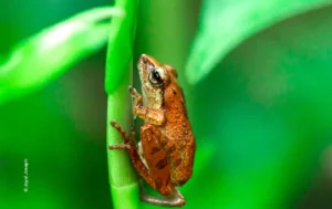 Orange tree frog clinging to green stem, wildlife photograph by Joyal Joseph, Creative Hut Academy student