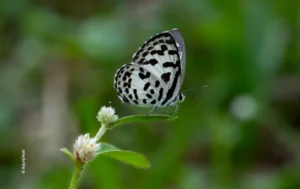 Pierrot butterfly perched on white flower, wildlife photograph by Arjunj Nair, Creative Hut Academy student