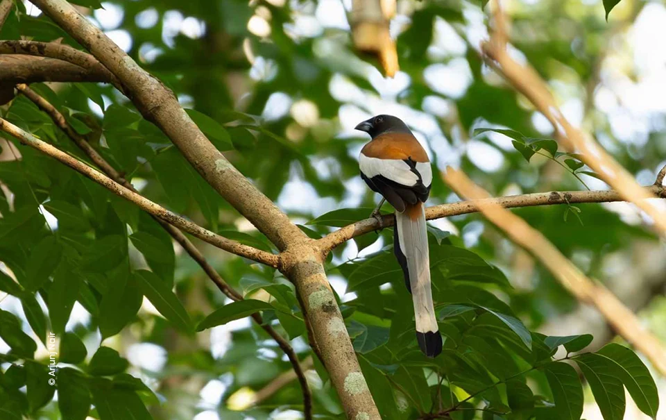Rufous treepie perched on branch, wildlife photograph by Arjunj Nair, Creative Hut Academy