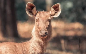 Sambar deer staring close portrait, wildlife photograph by Bharathi Murugan, Creative Hut Academy student