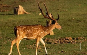 Spotted deer stag walking on grass, wildlife photograph by Anshul Sani, Creative Hut Academy student