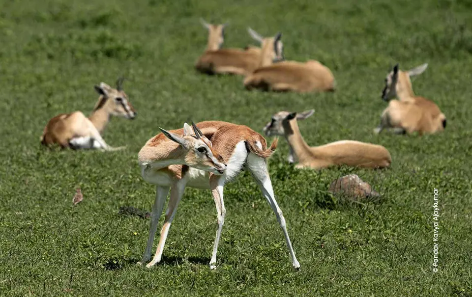 Thomson's gazelle scratching with herd resting on grass, wildlife photograph by Pandav Kavya Ajaykumar, Creative Hut Academy