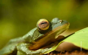 Tree frog eye close up on leaf, wildlife photograph by Ashin Mathew, Creative Hut Academy student